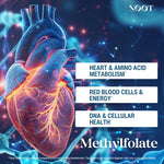 NOOT Methylfolate-Heart and Amino Acid metabolism-red blood cells-energy-dna cellular health